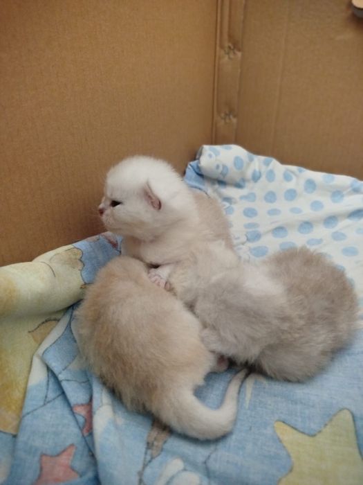 котята породисыте  британцы