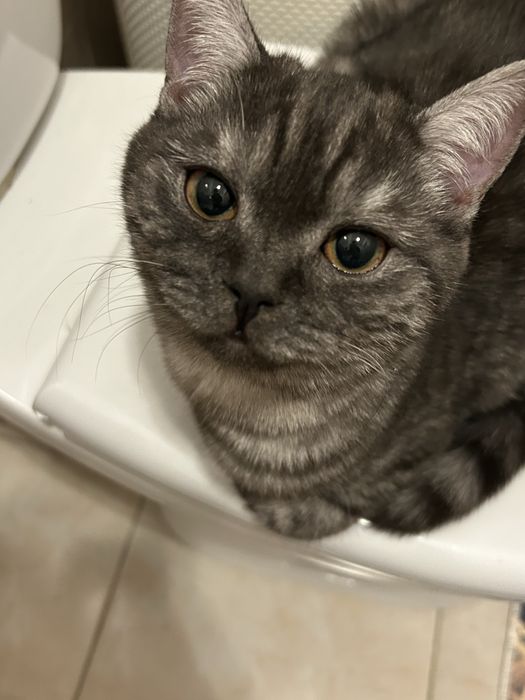 Отдам пародистую кошку