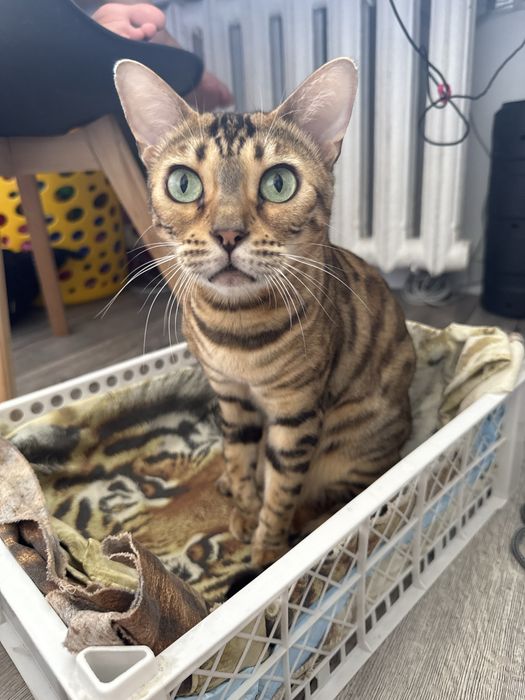 Продам бенгальских котят