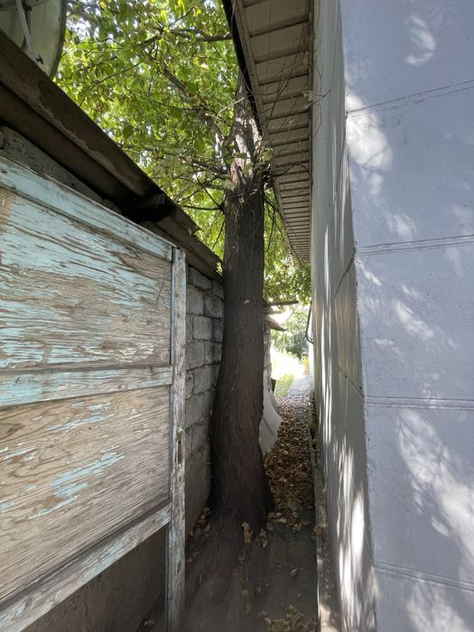 Дерево бесплатно