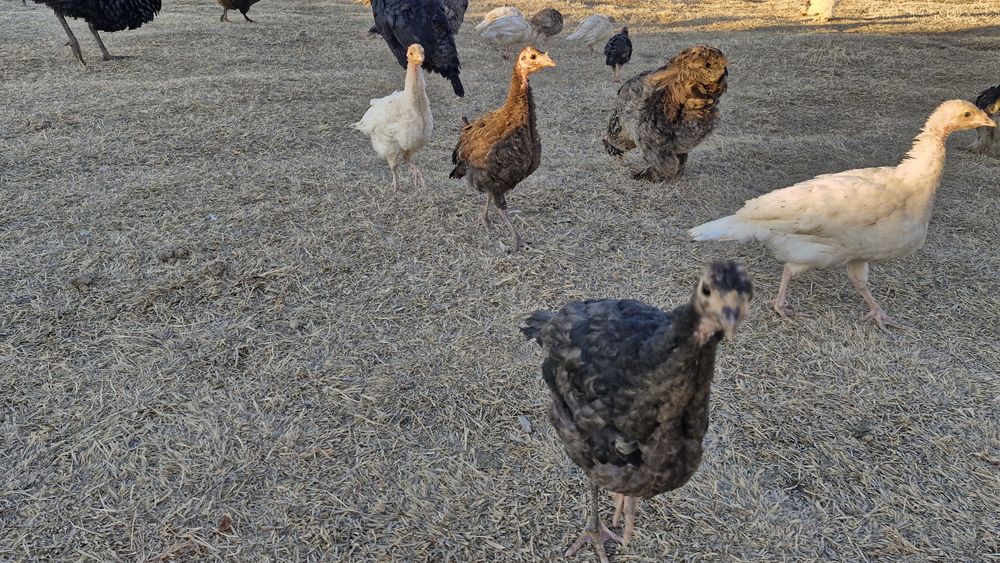 Kurka jujalari sotiladi 3 oylik