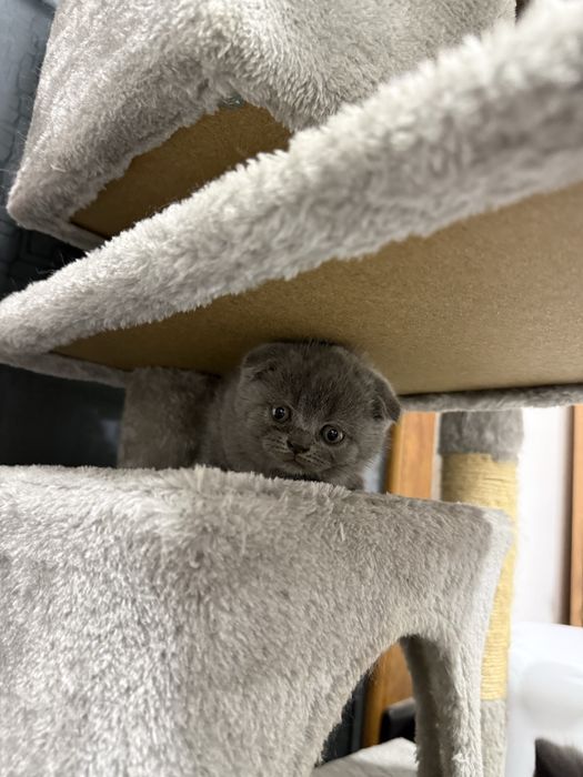 Pui British şi Scotish