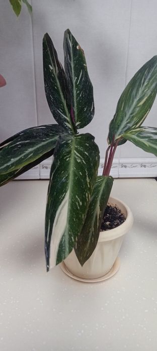 Продам цветы.разные