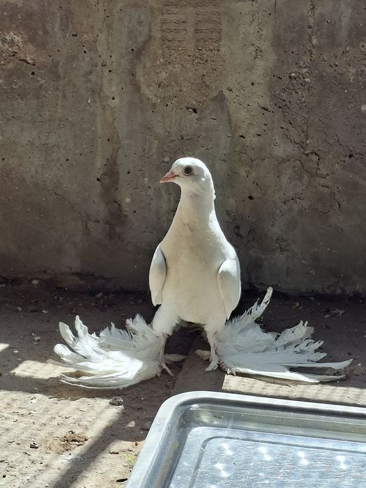 Голуби, молодые белые тасманы