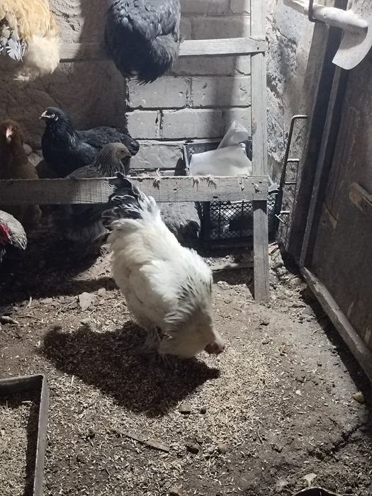 Петуха брамо белый