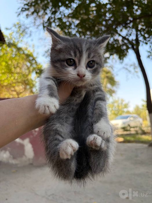 Котята в добрые руки.