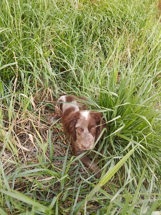 Охотничий собака