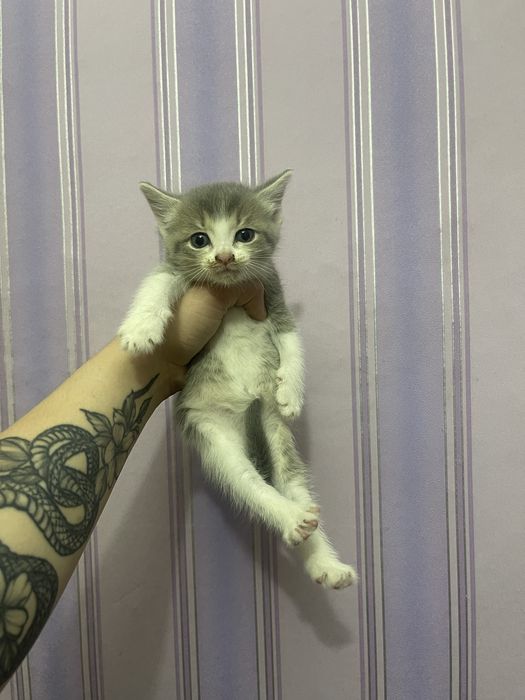 Отдам котят в добрые руки
