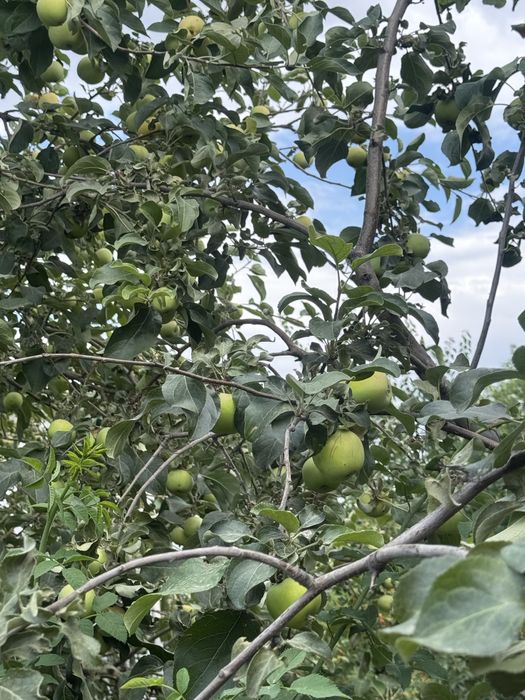 Продам дом со всеми удобствами