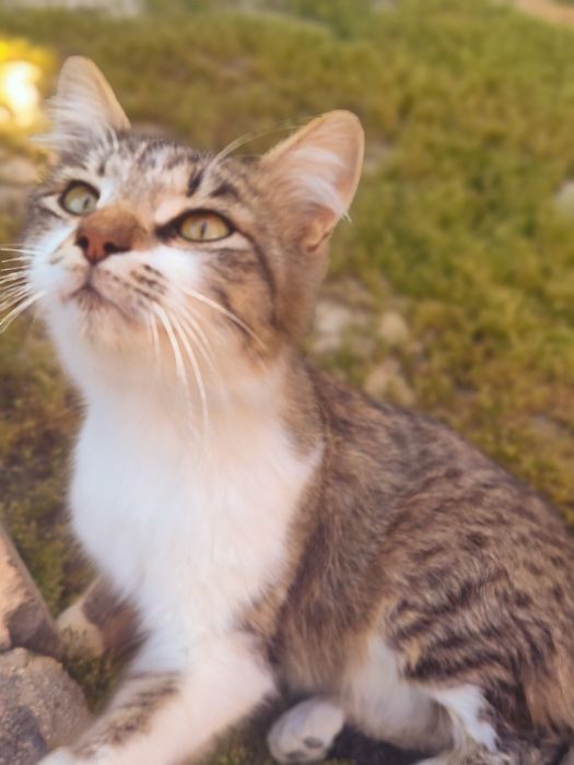 Котик Васька ищет дом