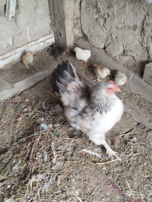 Продам квочку и 5 цыплят