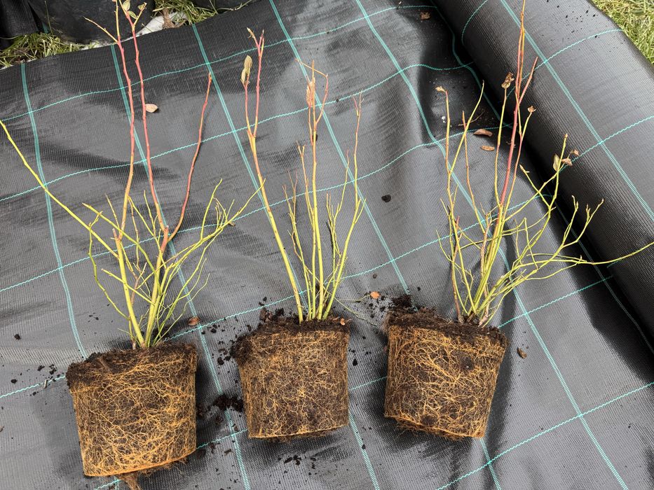 Боровинки в 50л саксия за постоянно отглеждане