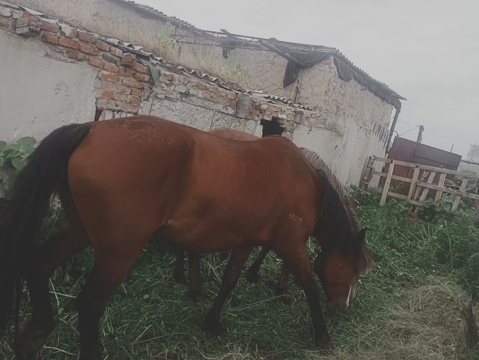 Продам кабылка 5 летка и 4 лет .