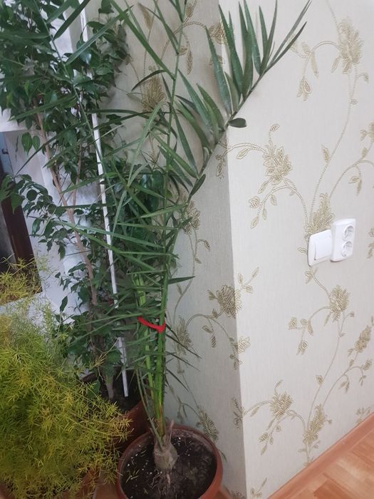 финиковая пальма