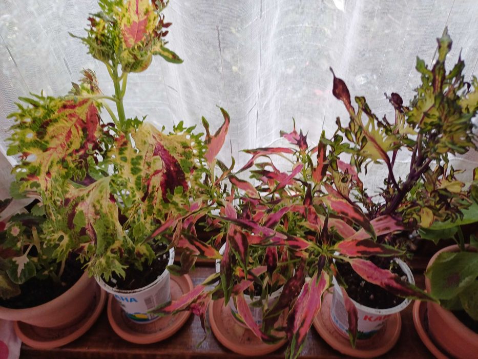 фиалки  стартеры, детки и листики