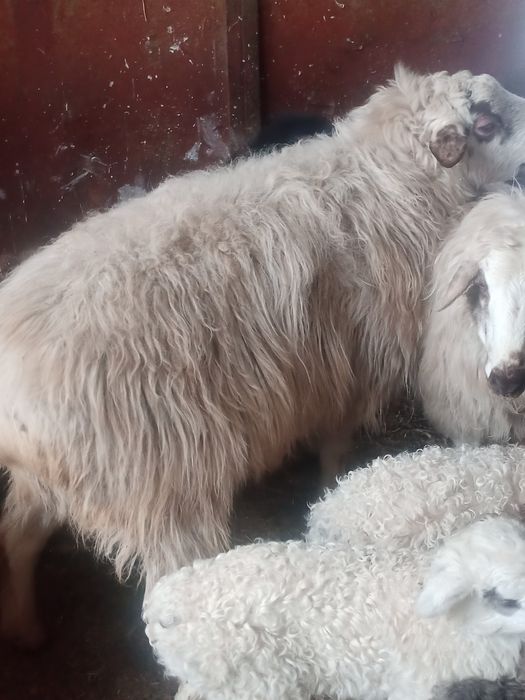 Продается племенной кошкар