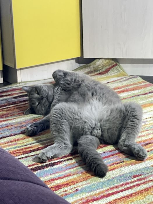 Британский кот, мальчик