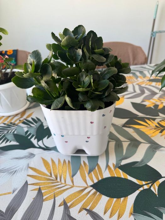 Продам цветы писать в ватсап