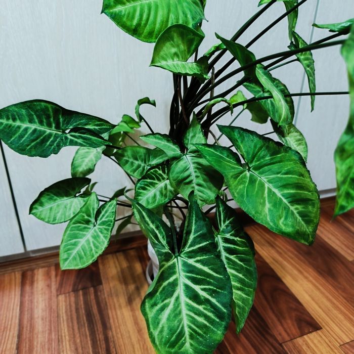 Комнатные растения -Сингониум