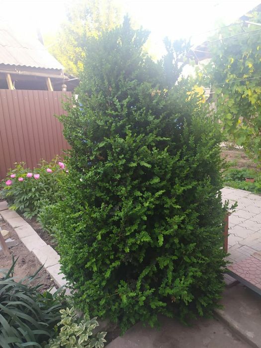 Продам кустарник Самшит (2 дерева)