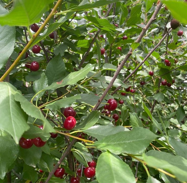 Срочно продам дачу на центральном улице