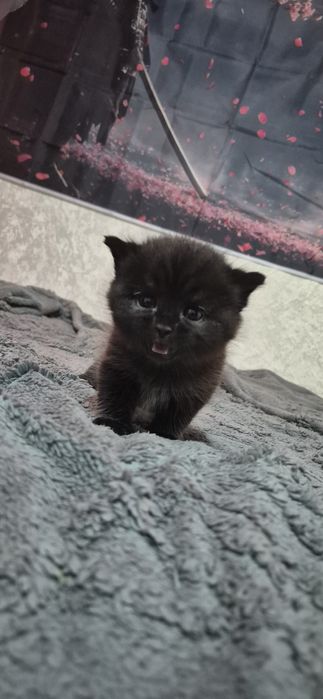 Отдам котят в добрые руки мальчик и девочка