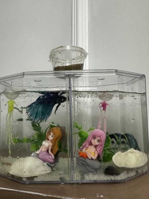 Продаю рыбок - Betta ~