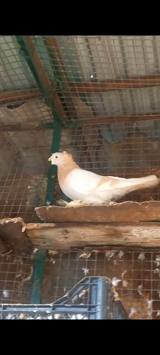 Голубка на продажу