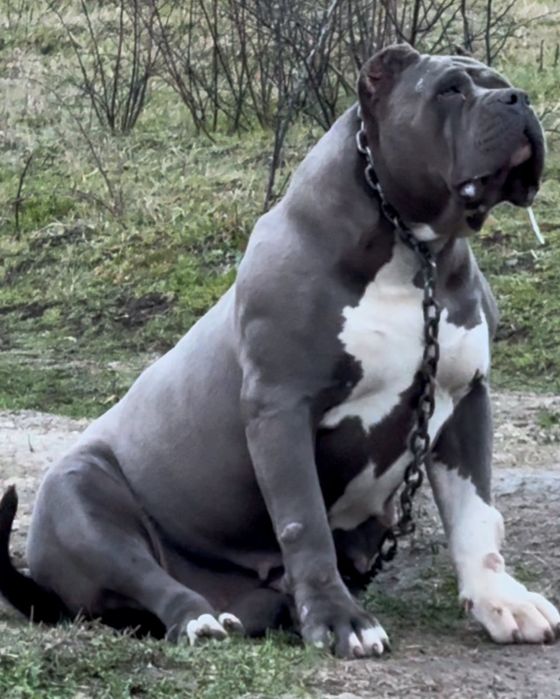 American bully XL / Американско були ХЛ