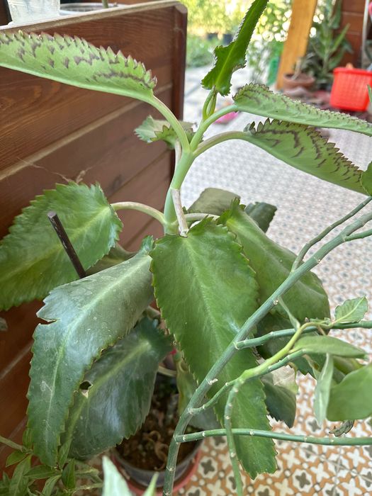 Каланхоэ лечебное от гайморита