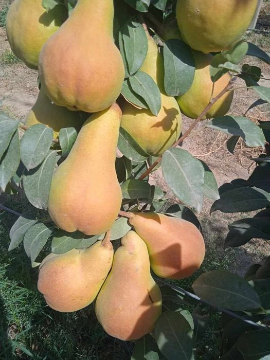 NOK kuchatlarini eng yangi sortlari bor joyidan sveji kovlab beramiz