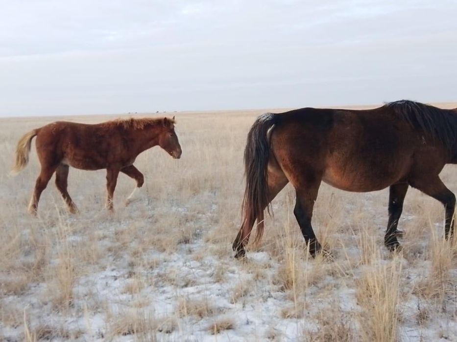 Продам 10 голов жеребят