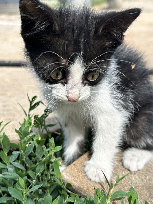 Котята, в добрые руки