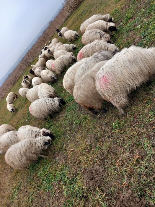 Vând oi și berbeci