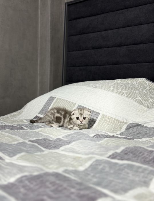 Британский вислоухий котенок девочка