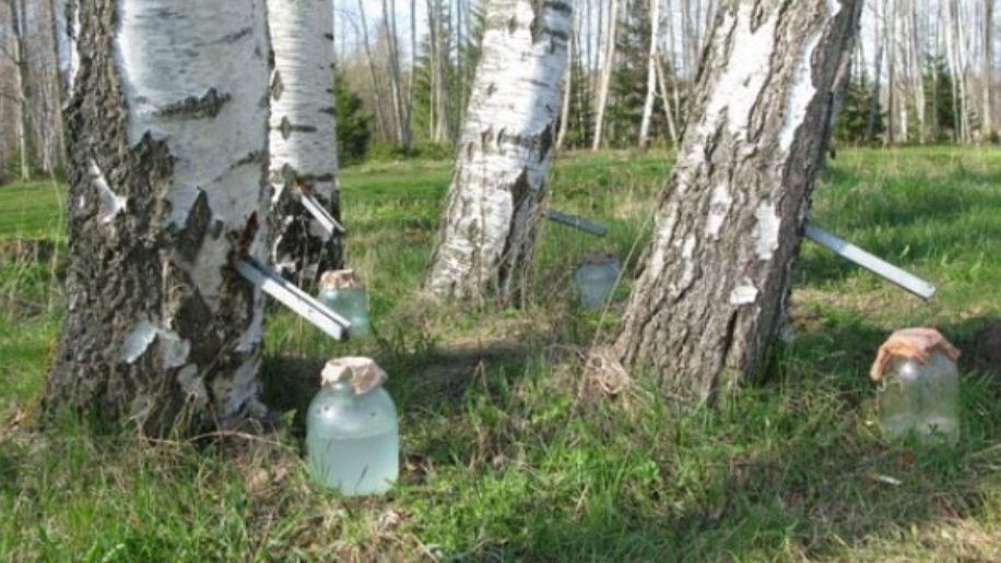 Seva mesteacan proaspat colectata