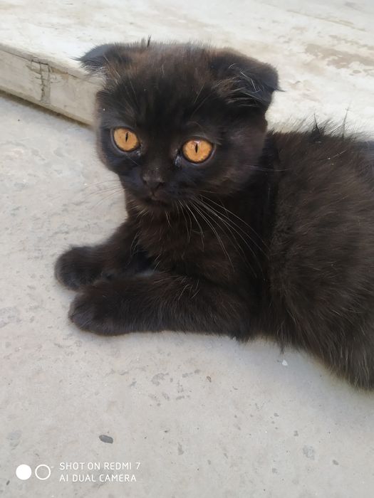 Скоттиш фольд чистокровный