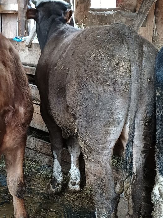 Vând 4 viteii 7 luni