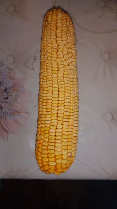 Жушеры сатылады алам десеніздер