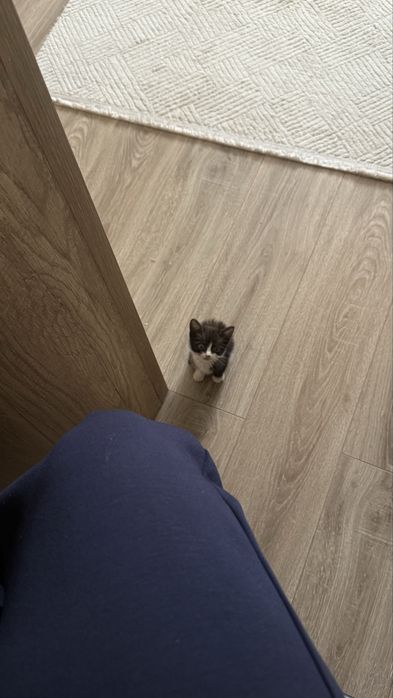 Котенок бесплатно