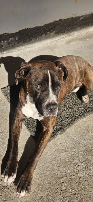 Продаются питбуль.