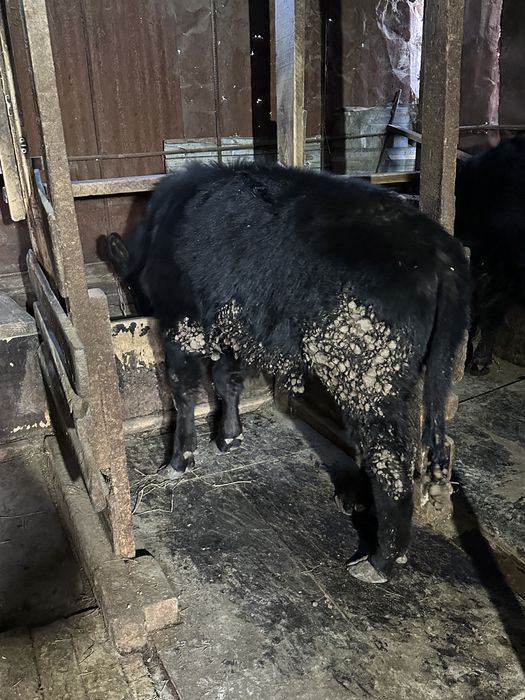 Бычки телки годовалые