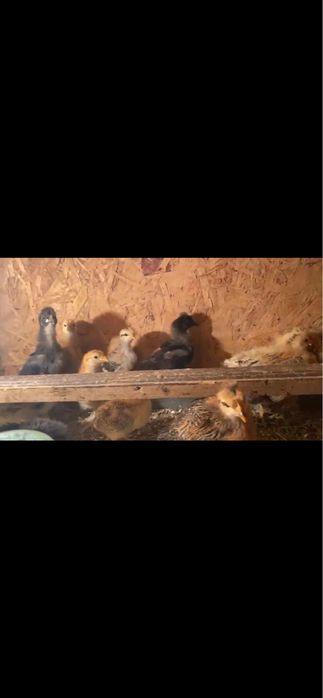 Продаются индюки,гуси,цеплятя