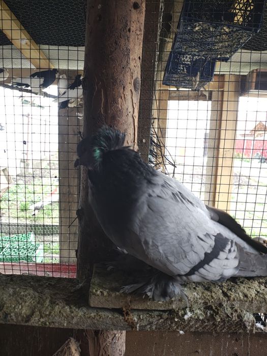 Urias maghiari pereche