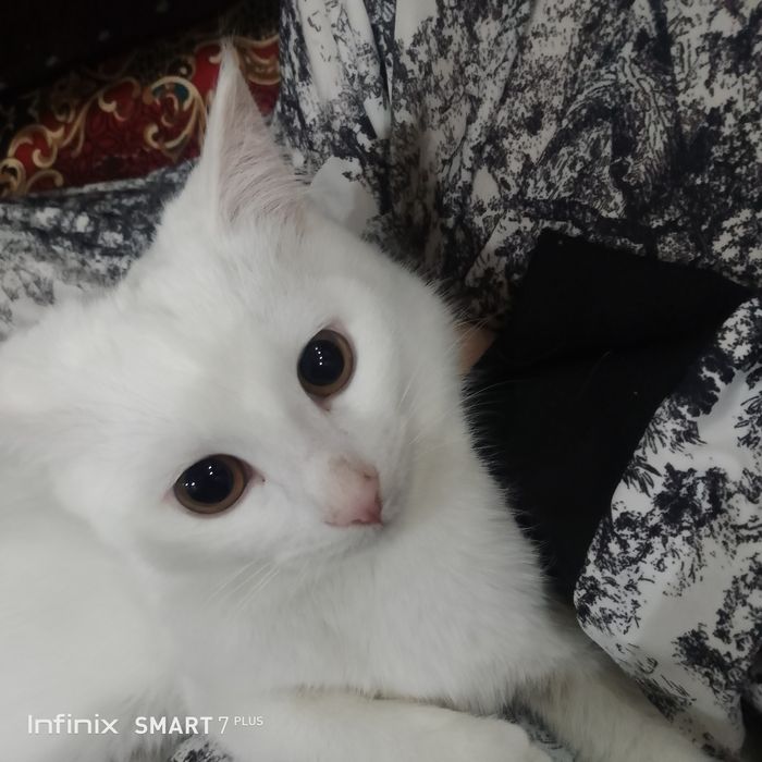 Turk angorasi vyazka