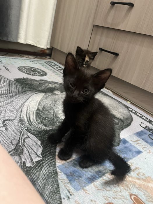 Котята милые и ласковые  ….