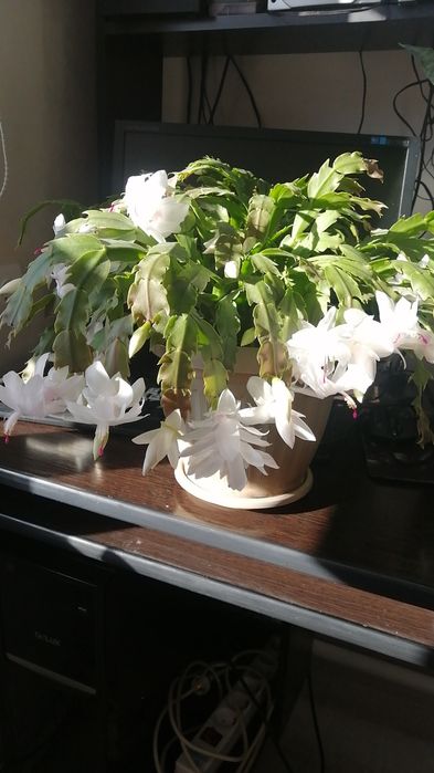 Саженцы жимолости