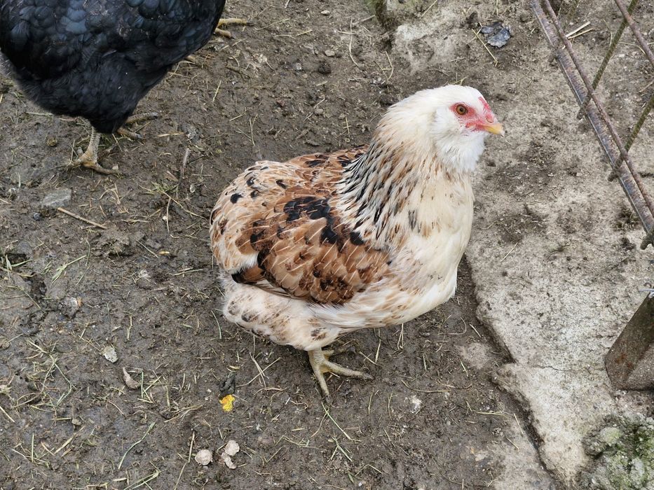 Oua verzi Araucana