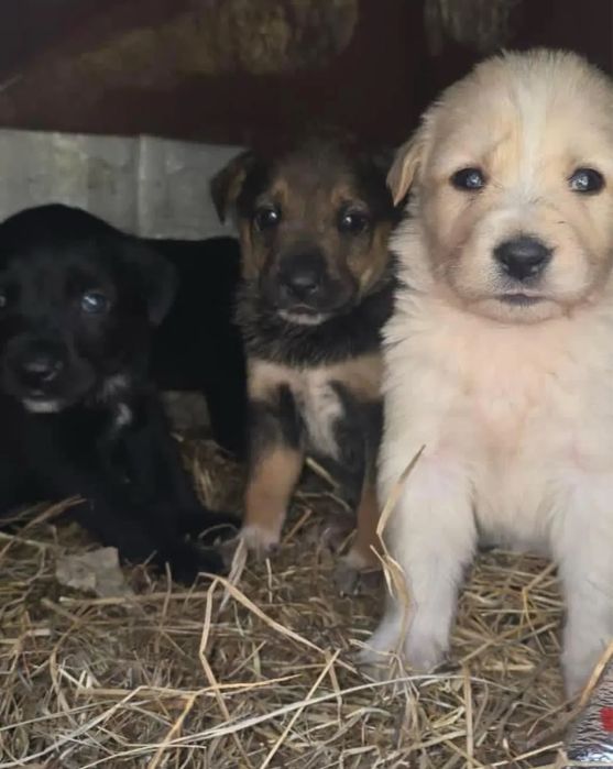 Щенята в дом, привезем