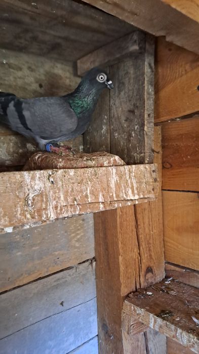 Будапещенски Унгарци